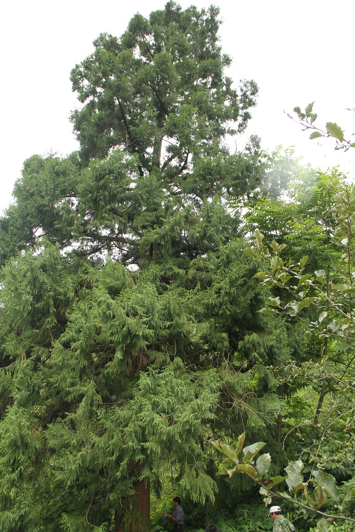 008秃杉    国家二级保护植物(2).jpg