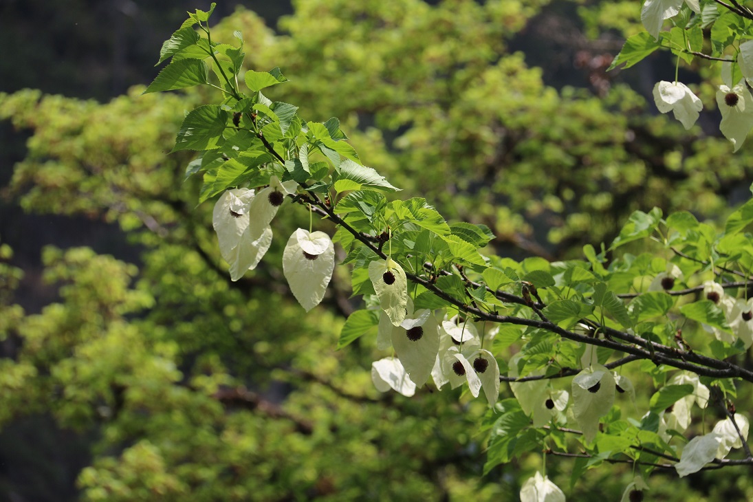 013光叶珙桐            国家一级保护植物(1).jpg